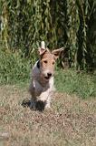 FOX TERRIER 073